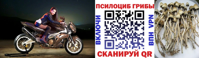 сколько стоит  Малаховка  Галлюциногенные грибы мицелий 